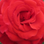 Sárga - vörös - Teahibrid rózsa - Kalotaszeg